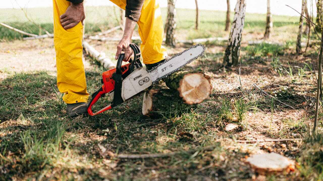 Tree Root Removal in Wimauma, FL